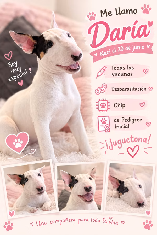 Bullterrie ingles 