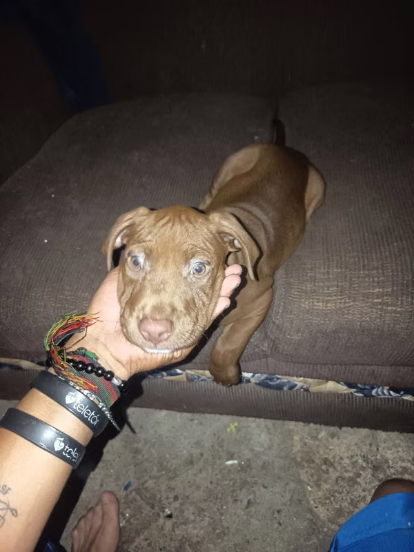 Perrito pitbull 