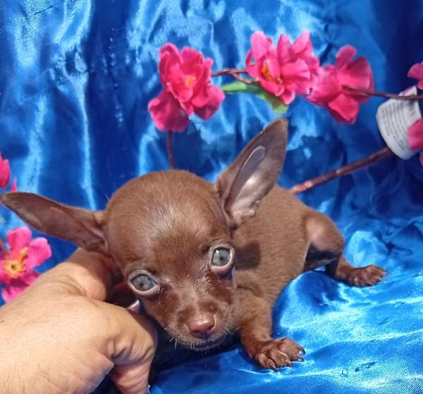 Chihuahua