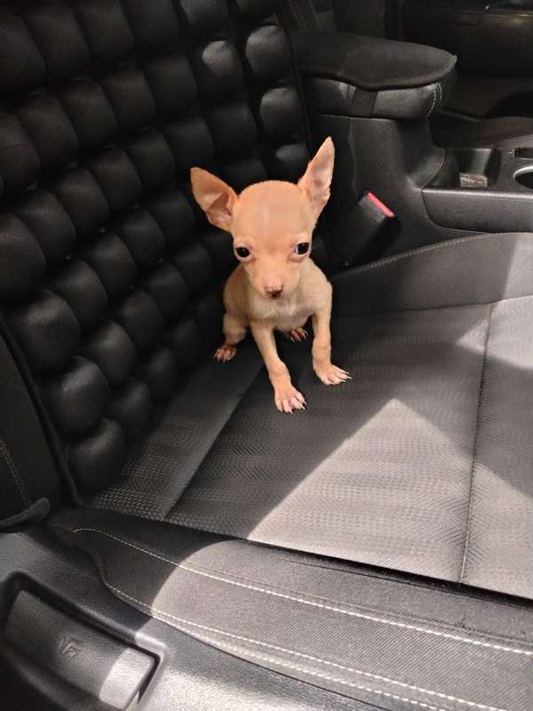 Chihuahua mini bello cachorrito