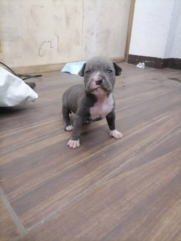 Vendo lindo perrito Pitt Bull América bully