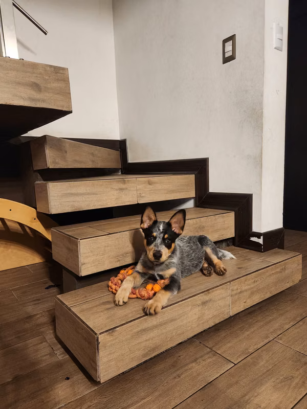  Cachorro Blue Heeler  