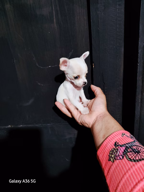 Chihuahuas mini 