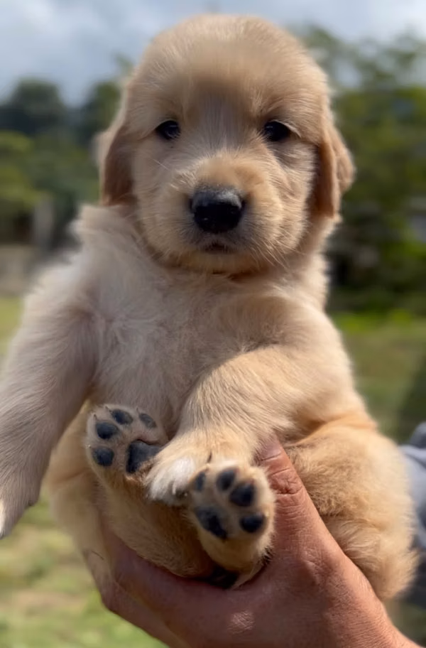 Cachorros Golden Retriever