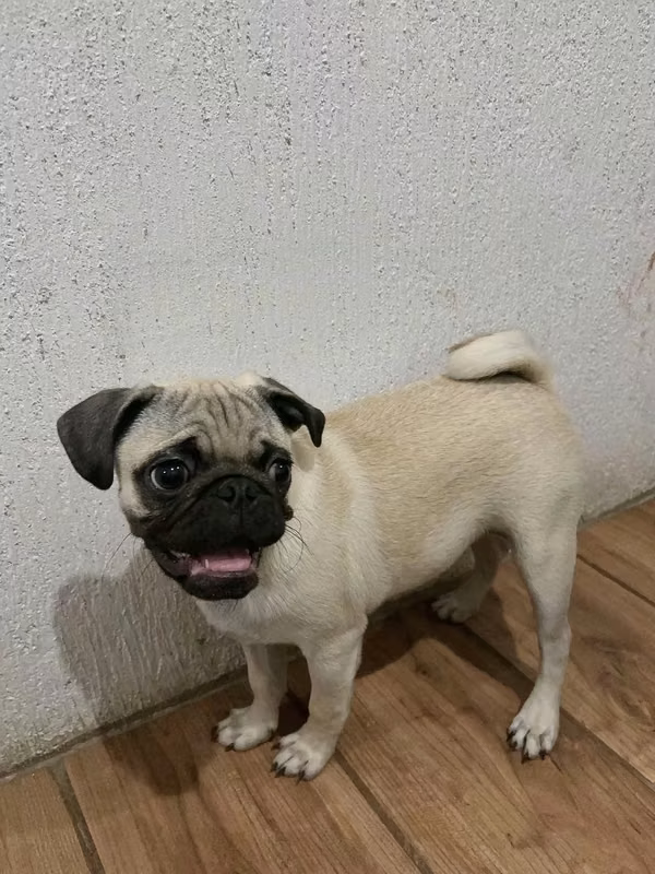 Perrito pug
