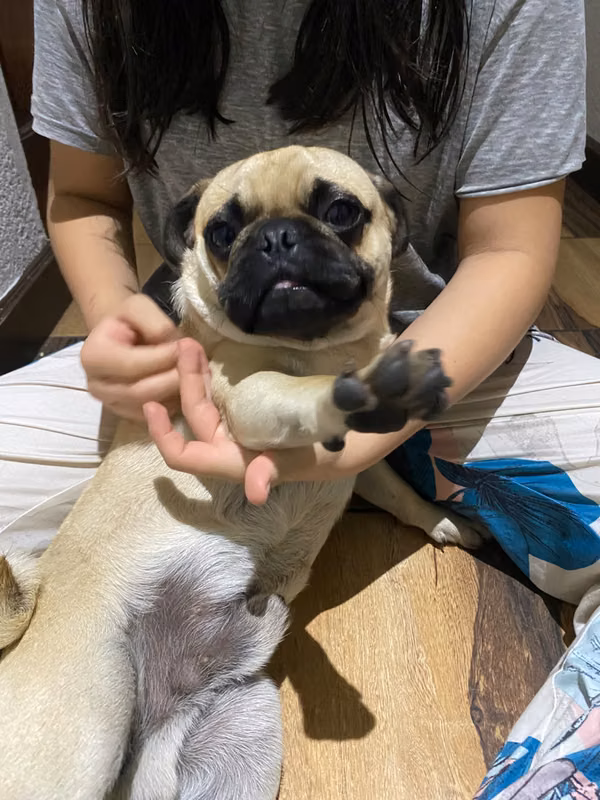 Pug cervato 