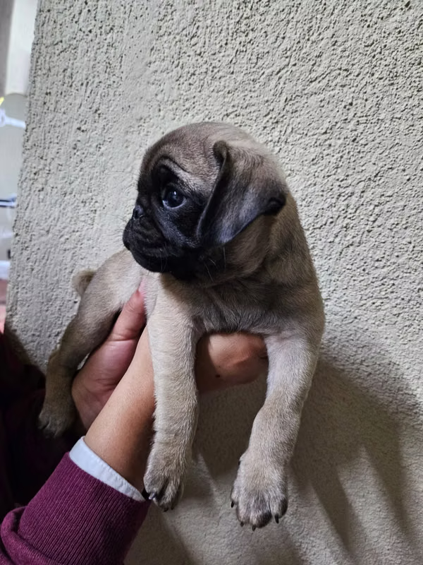 Pugs en venta 