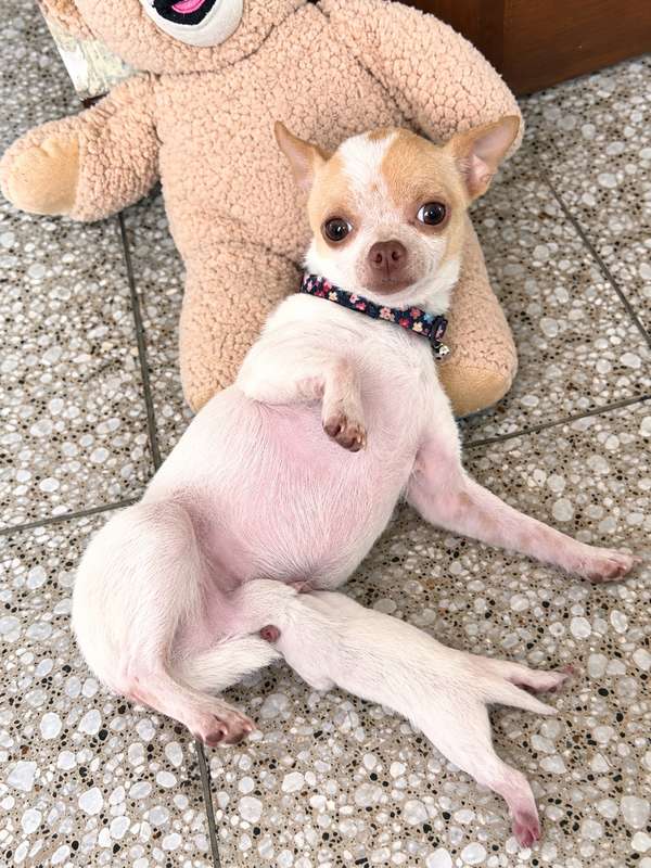 Vendo perritos Chihuahuas 