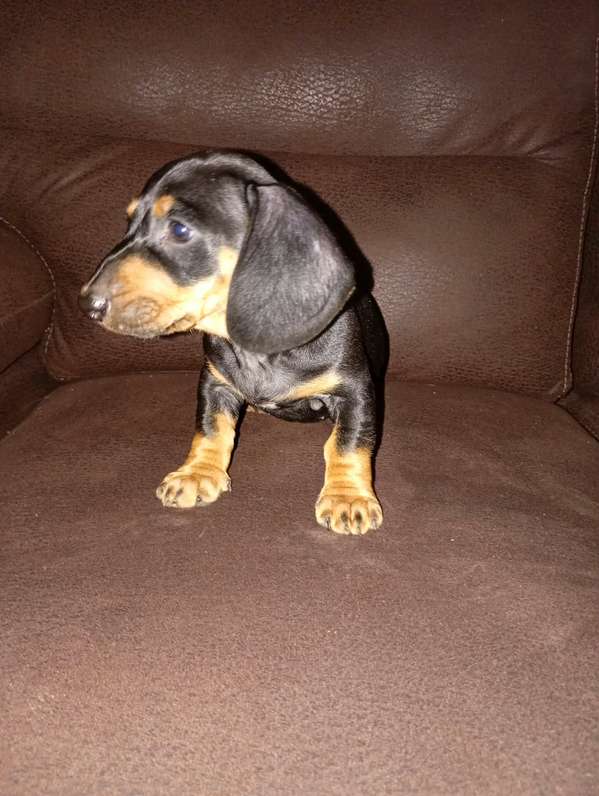 Vendo hermosas cachorritas salchicha originales precio negociable