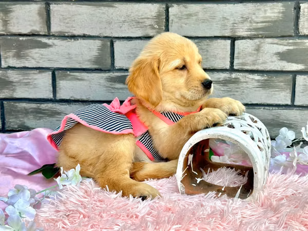 Golden retriever hembra 