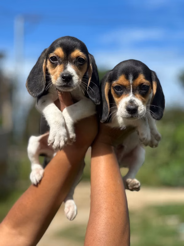 Beagle cachorros 