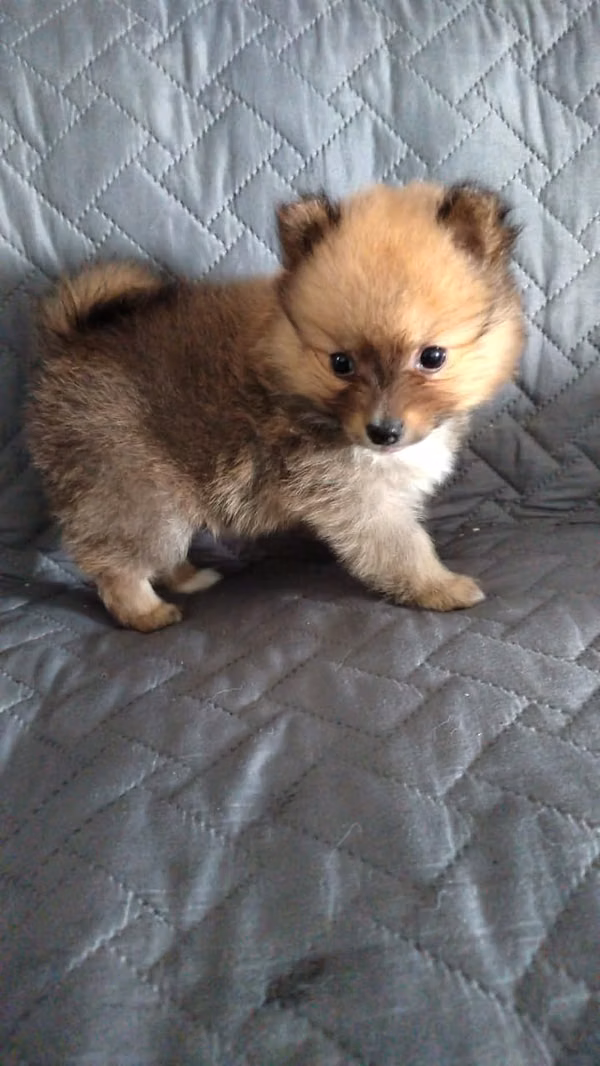 Pomerania Macho 