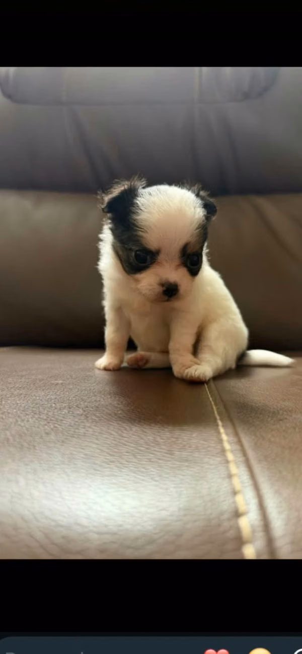 Chihuahua pelo largo 