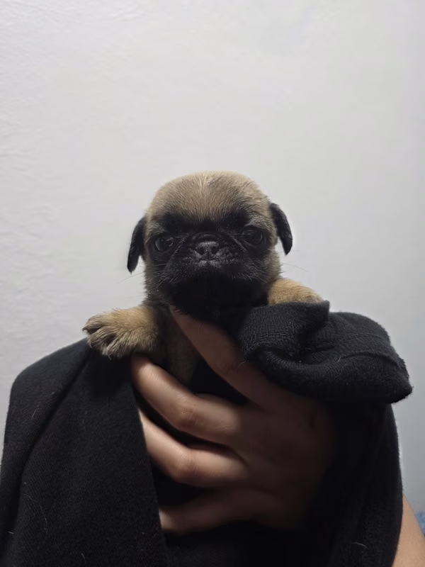 Hermosos cachorros Pug