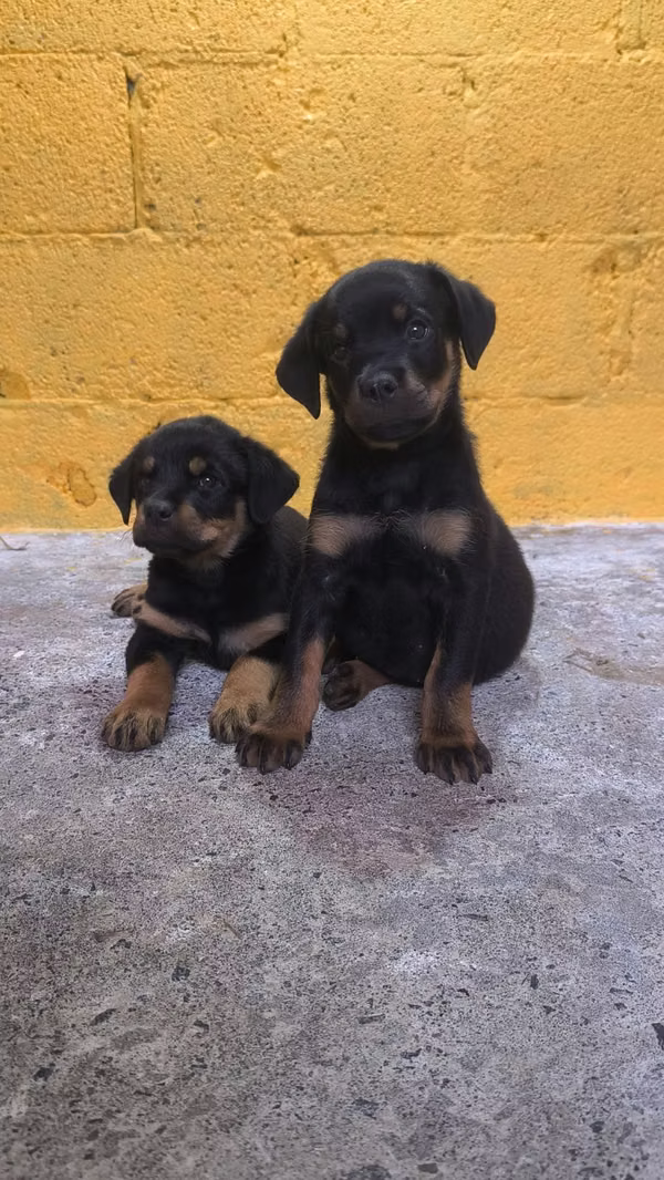 Cachorros Rottweiler 