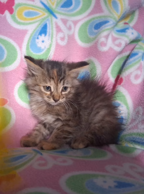 Gatitos angora 