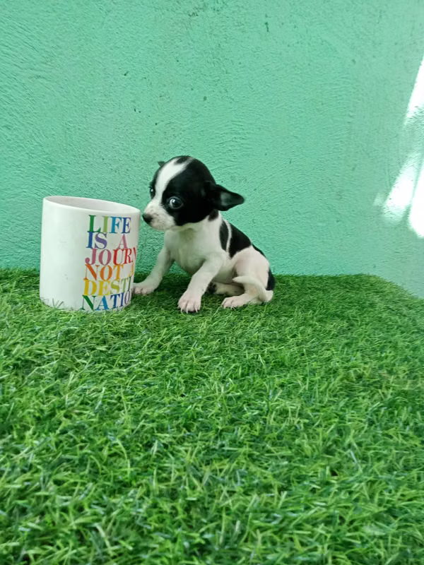 Chihuahua de bolsillo hembrita 