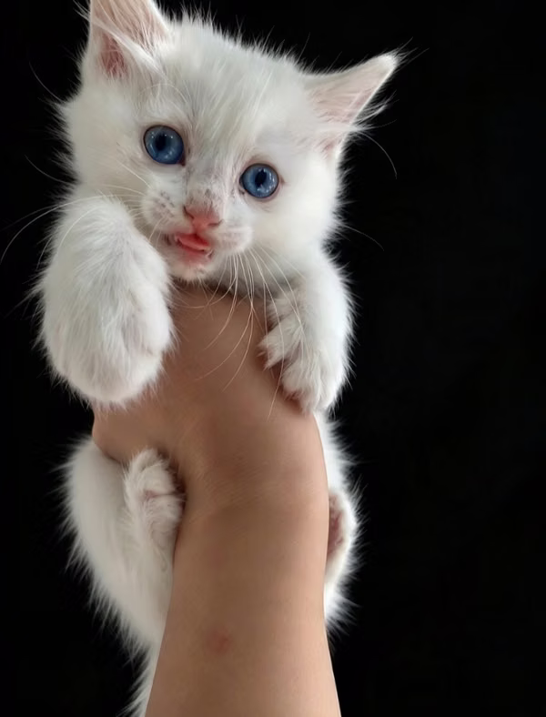 Angora 