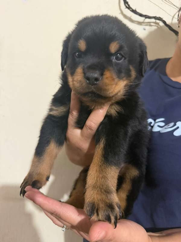 Rottweiller