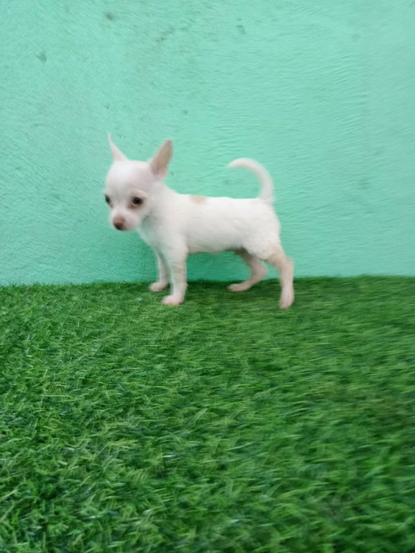 Chihuahua de bolsillo 