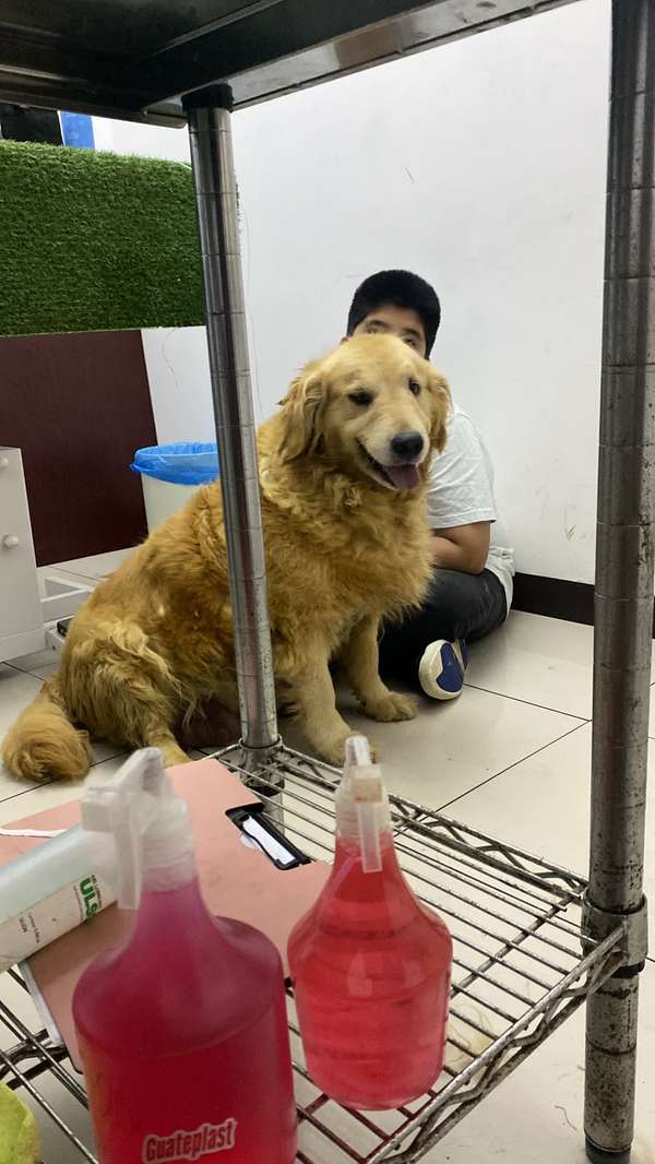 Hembra Golden retriever 
