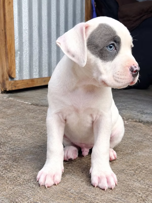Cachorro Macho Pitbull Terrier Americano 