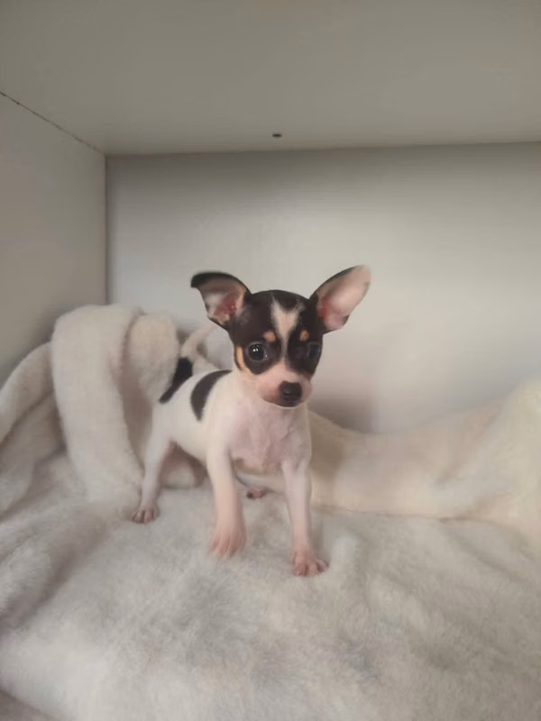 Chihuahuas pequeñitas (ambas son hembras)