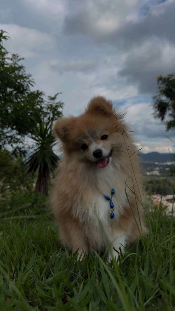 Pomeranios 7 meses