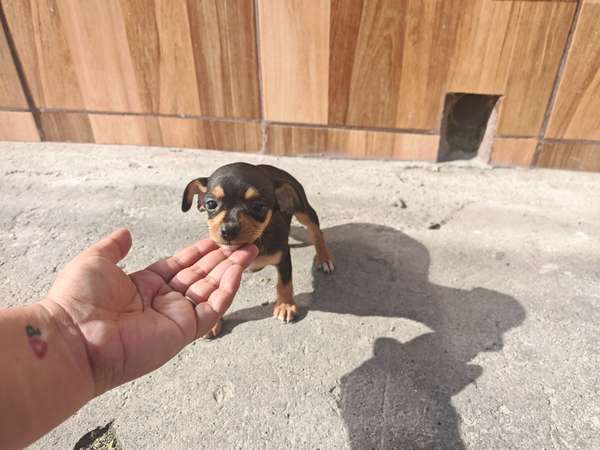 Chihuahuas cabecita de manzana 