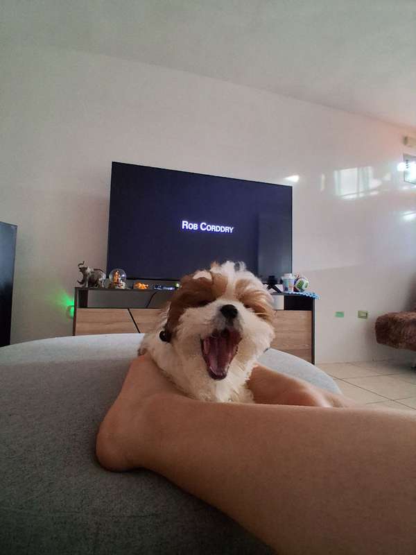 Shitzu Cachorro 
