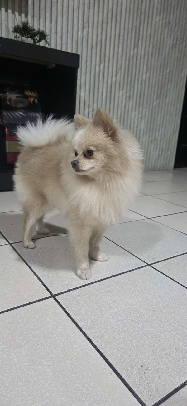 Pomerania hembra