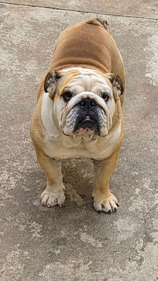 Vendo Bulldog Ingles macho