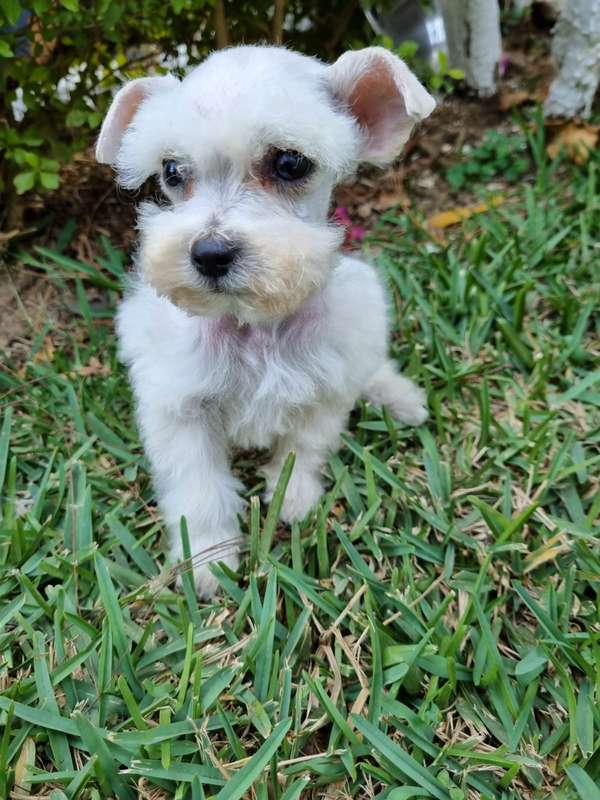 Schnauzer miniatura bellos cachorros 