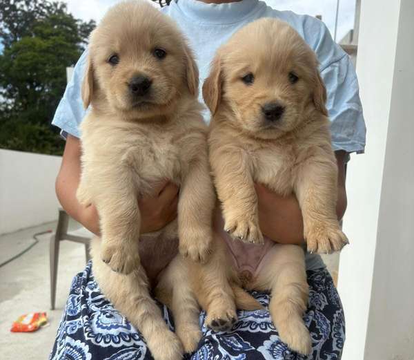 Golden Retriever 