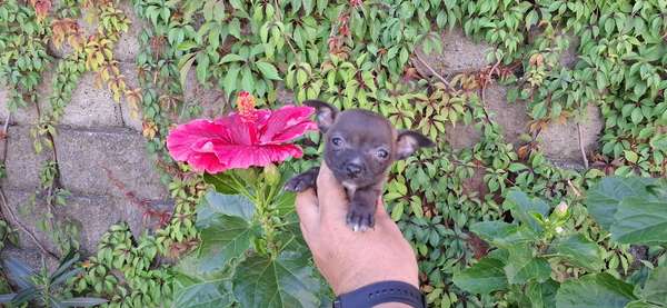 CHIHUAHUA CABEZA DE MANZANA