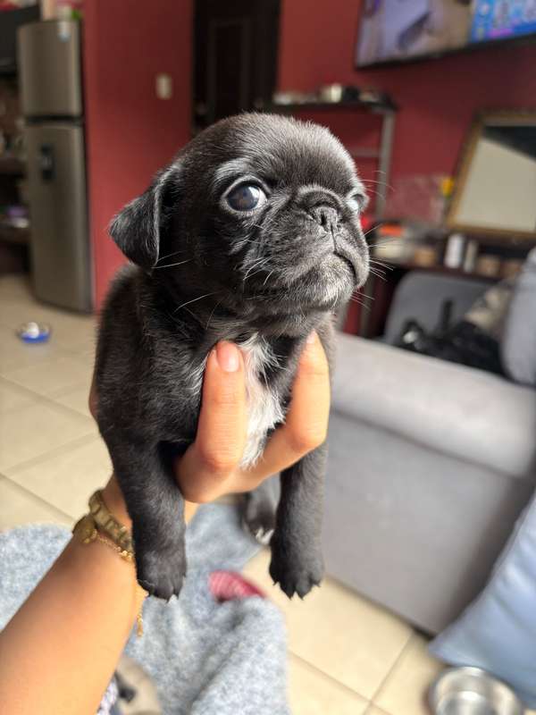 Pug 100% raza, sus papás cuentan con papeles 