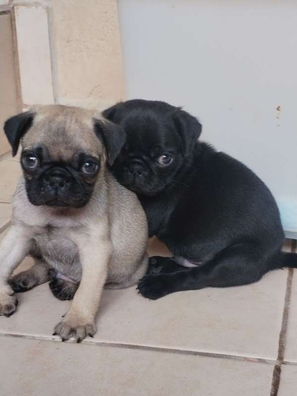 Pugs