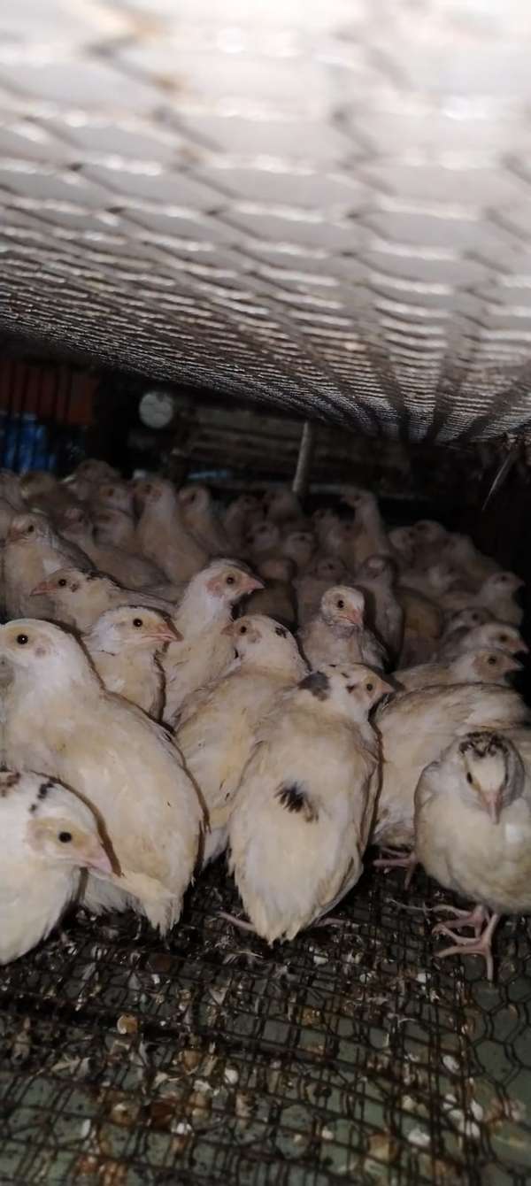 Disponible godorniz 