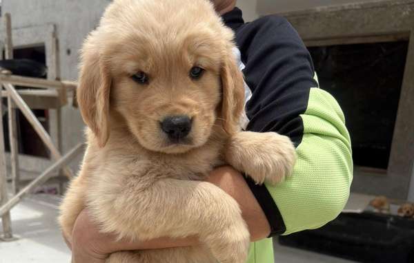 Hermosos Golden Retriever 