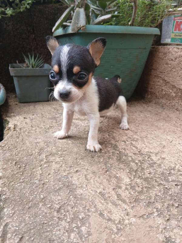 Chihuahuava 