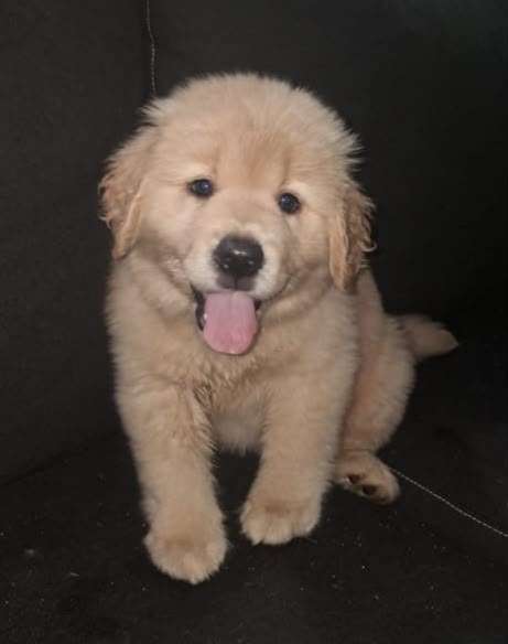 Golden Retriever hembra