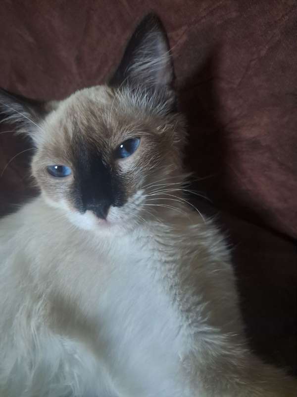 Vendo siames de 4 meses ojos azules blabco con cafe 
