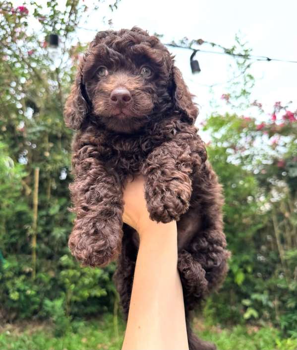 Espectacular Caniche Chocolate 