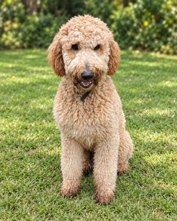 Hola me llamo Rocky, Busco Novia soy un goldendoodle mexicano