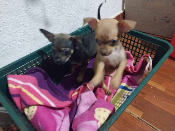 Chihuahuas 