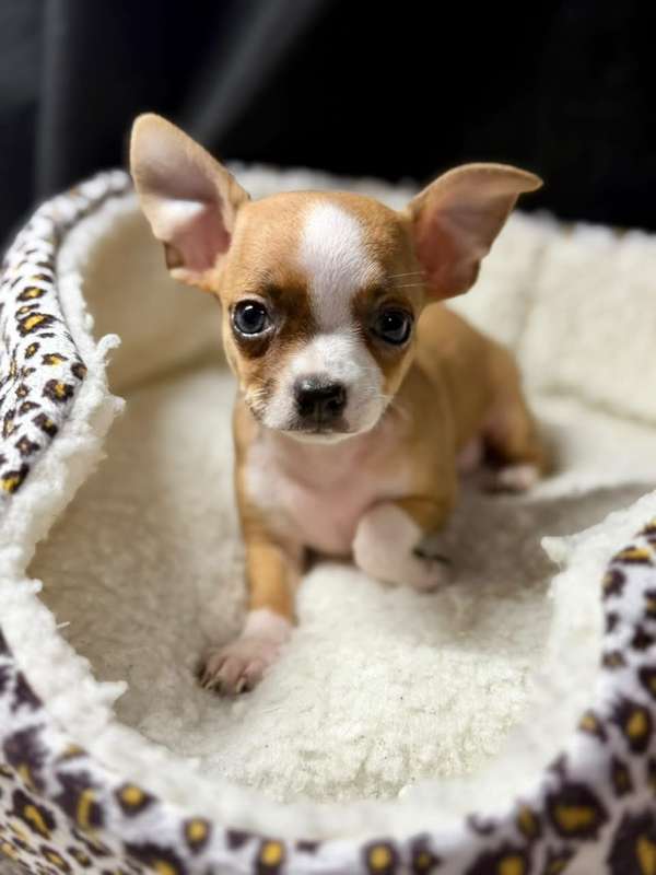 CHIHUAHUAS CABEZA DE MANZANA 