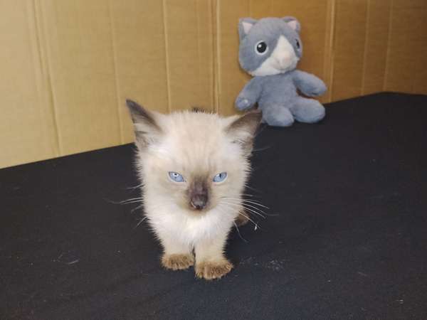 gato siamés bebe