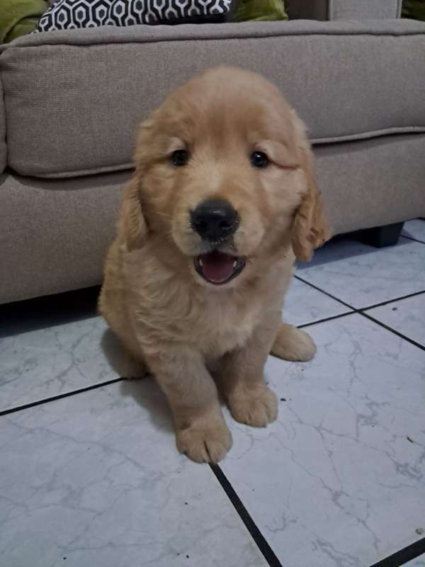 Golden macho de 2 meses