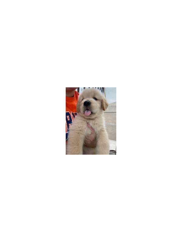 Ultimo guapo bebesito Golden retriever Macho pedigree A