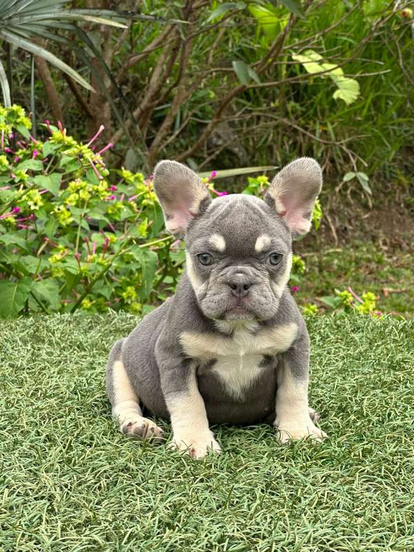 Bulldog frances